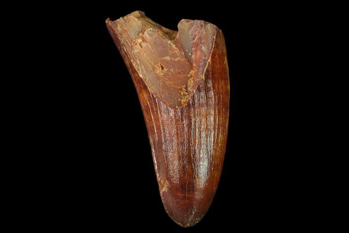 Cretaceous Fossil Crocodile Tooth - Morocco #140594